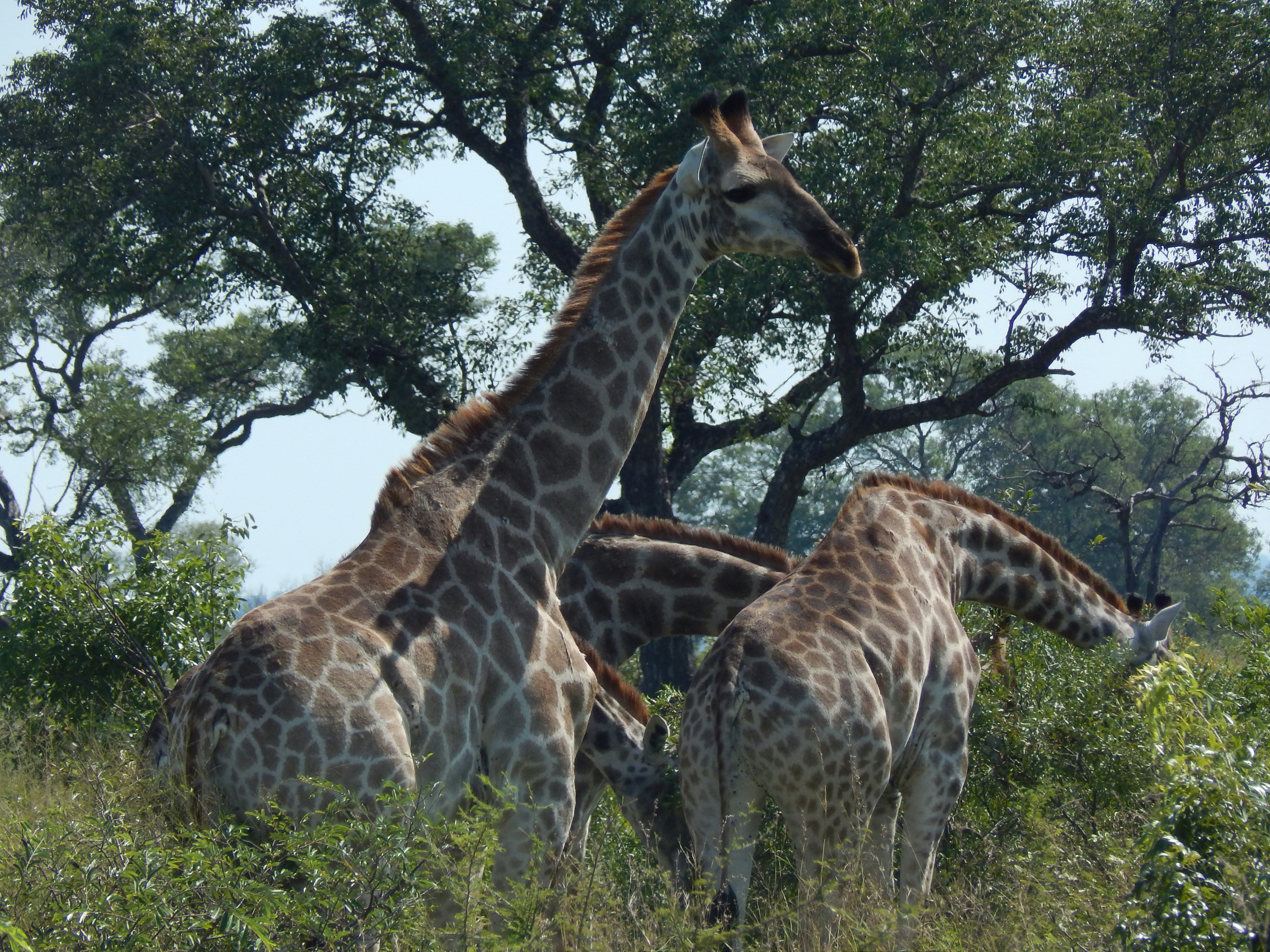 Zuid-Afrika